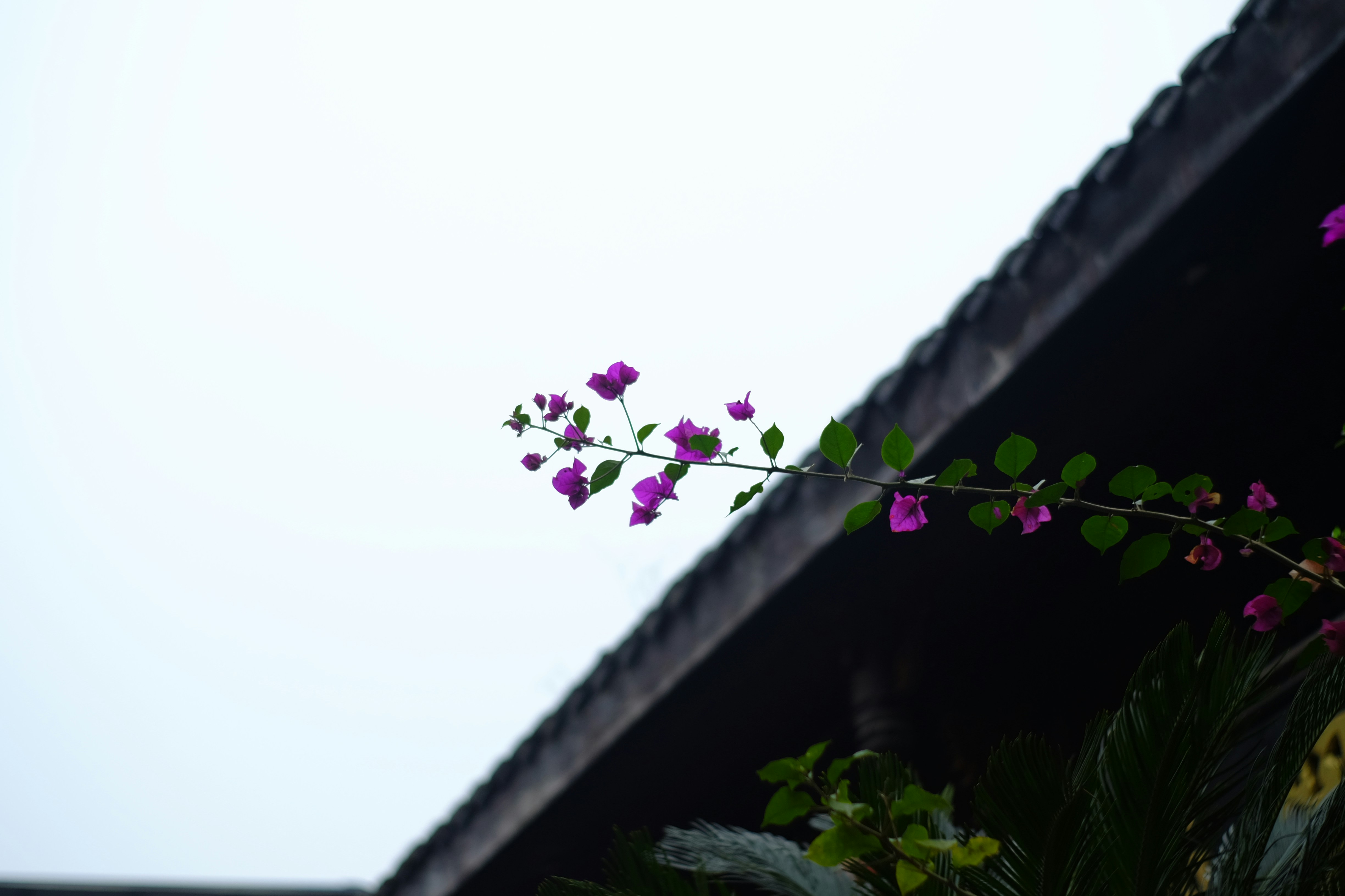 観葉植物 屋外 明るい