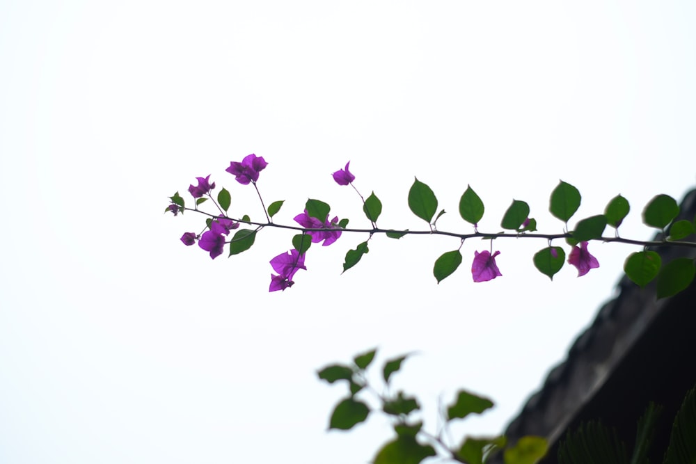 purple Bougainvillea flower