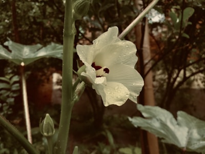 A close-up of a blooming flower with delicate water droplets in soft focus.