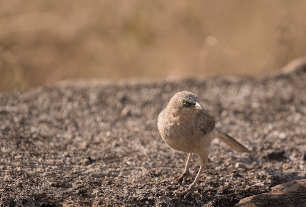 beige bird