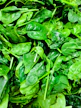 A pile of fresh green spinach leaves with thin stems