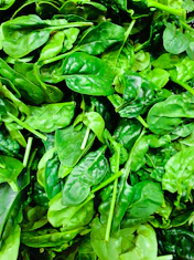 A pile of fresh green spinach leaves with thin stems