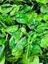 green leafed plant
