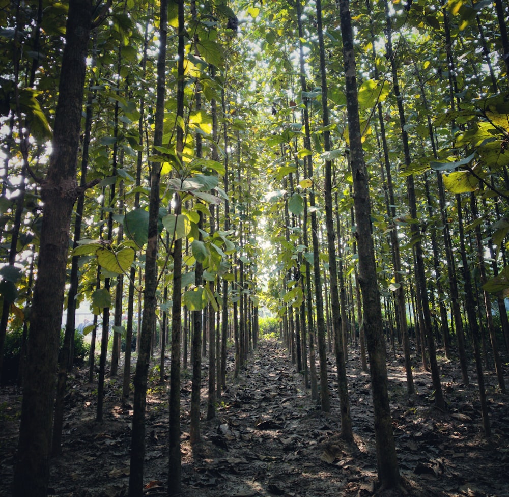 green trees