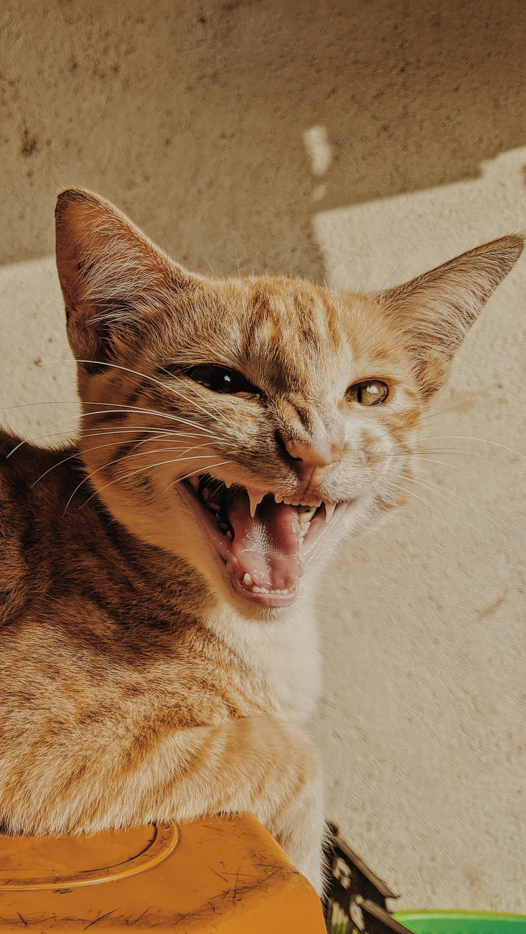 orange tabby cat photo – Free Abyssinian Image on Unsplash