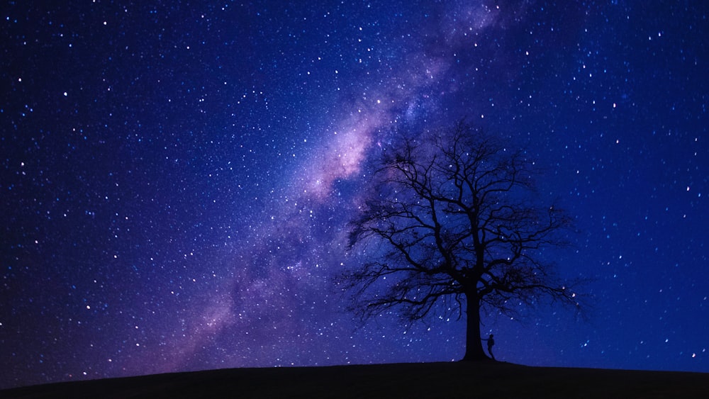 person standing beside bare tree