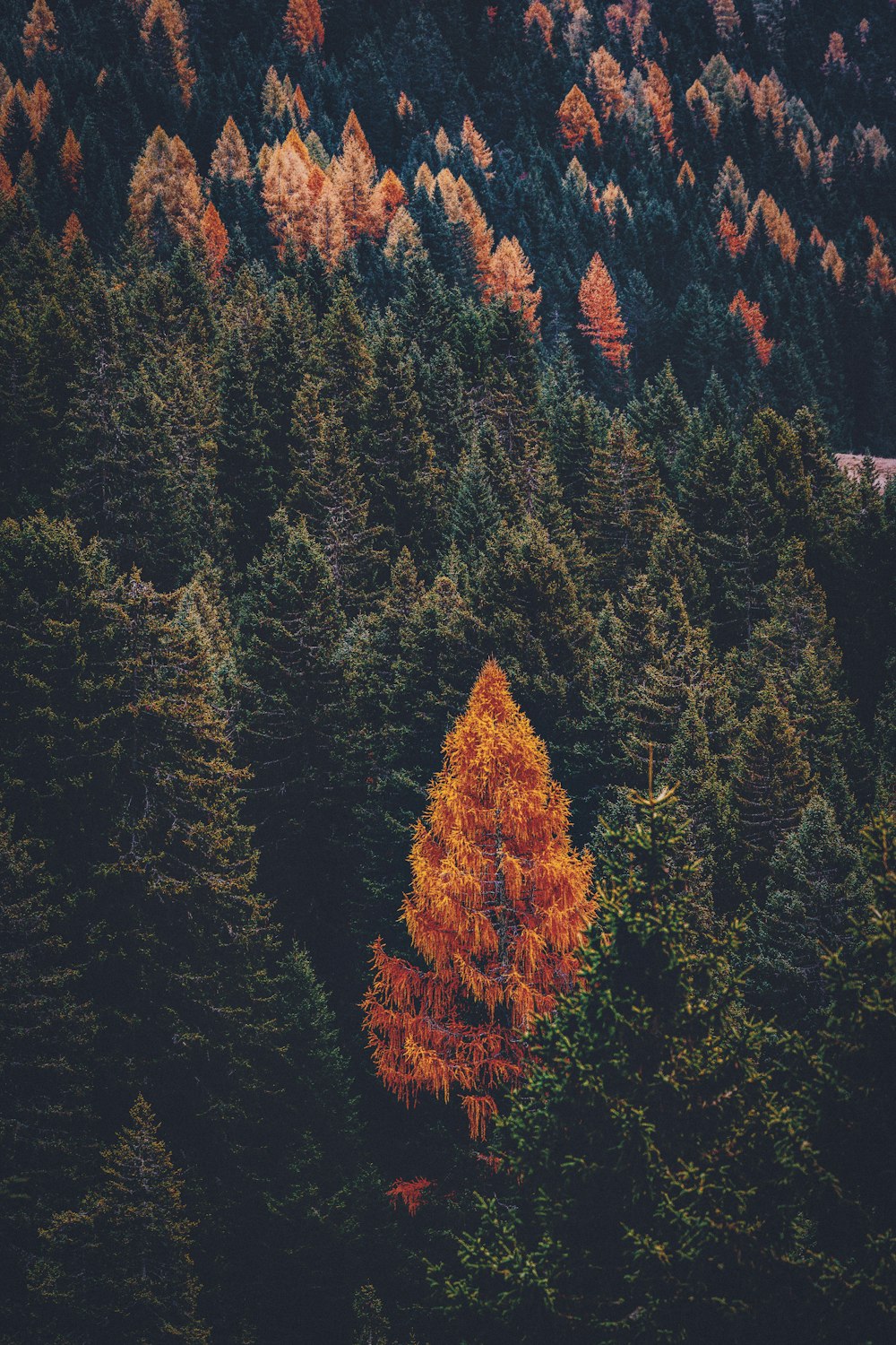 red and green trees