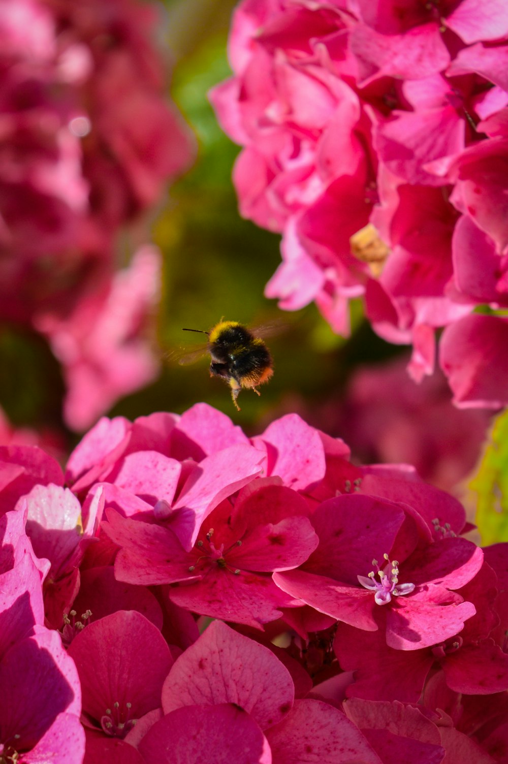 bee above pink hydrangea flower