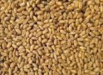brown grains