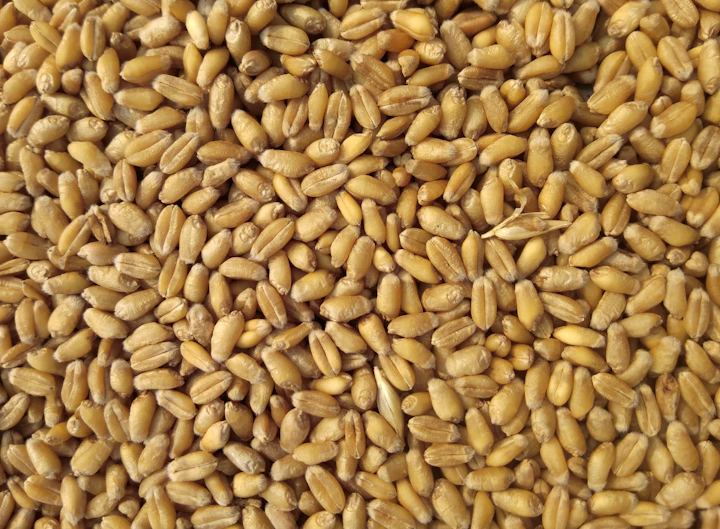 Durum wheat grains