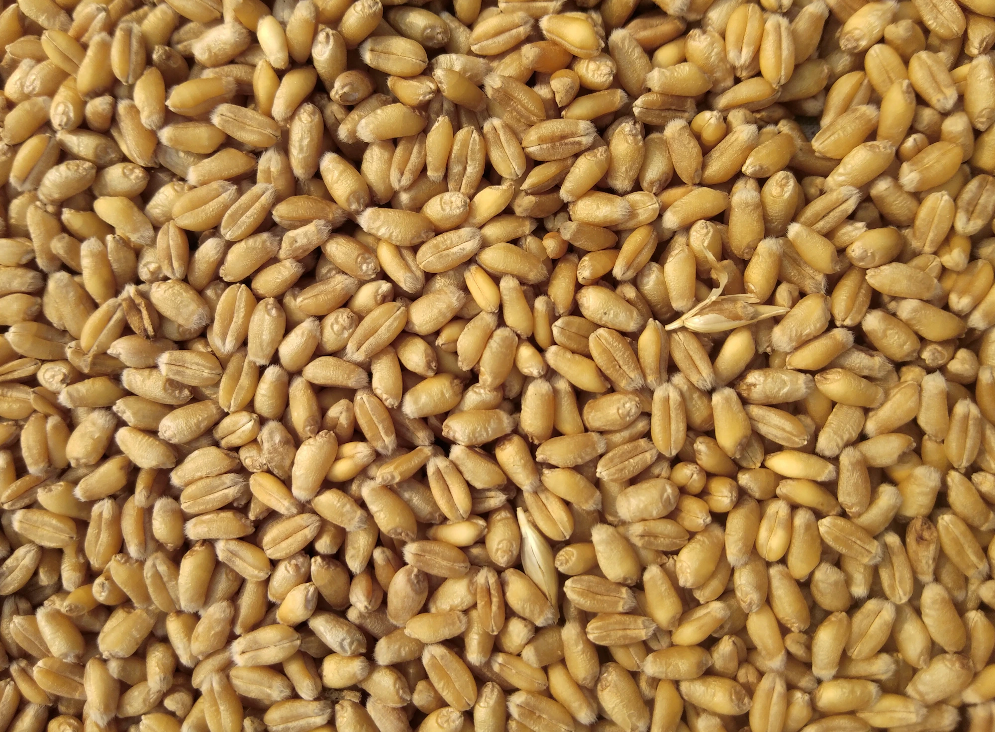 Agricultural grains ready for processing and supply