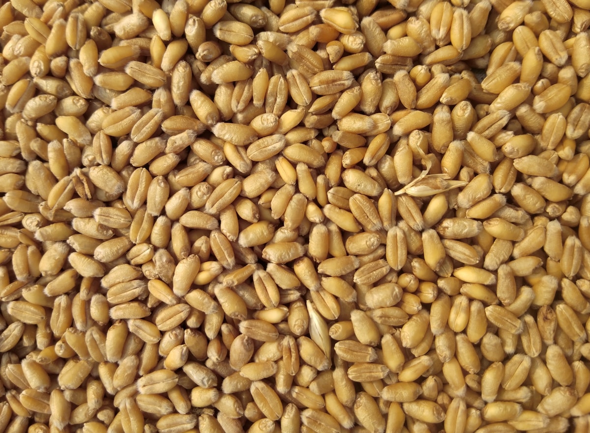 Premium Basmati Rice — OJVAN