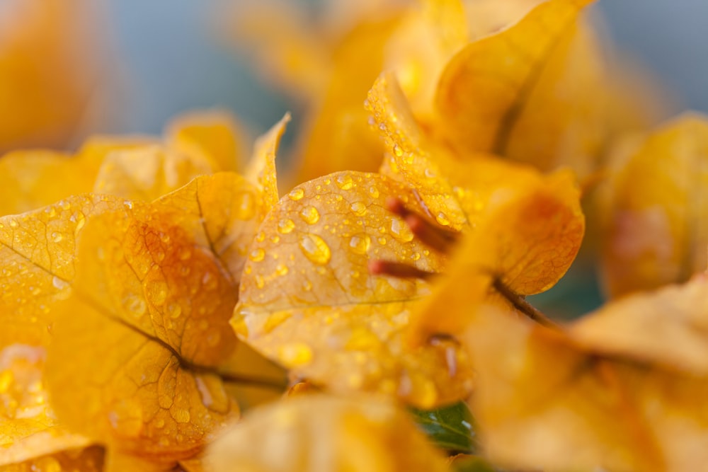 selective focus photo of yellow Bougainvillea flower