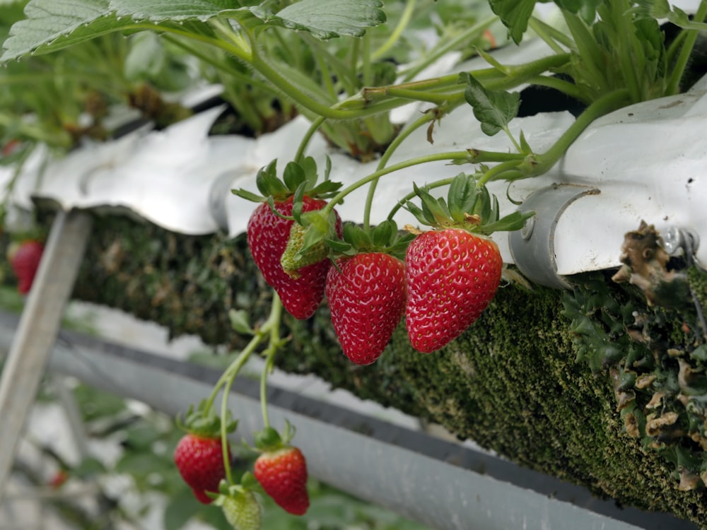 red strawberry fruits