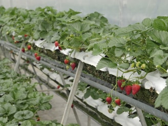 red strawberries