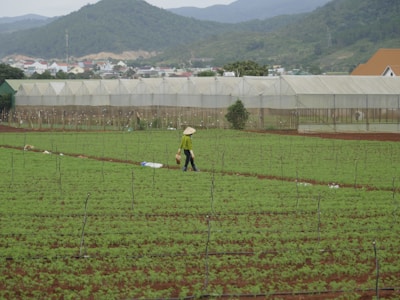 A person wearing a conical hat walks through a lush green agricultural field with a backdrop of mountains. There are rows of young plants and a large greenhouse structure in the background. The setting appears rural, with a village and additional greenery visible in the distance.