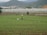 A person wearing a conical hat walks through a lush green agricultural field with a backdrop of mountains. There are rows of young plants and a large greenhouse structure in the background. The setting appears rural, with a village and additional greenery visible in the distance.