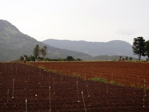 A vast agricultural field with rows of freshly tilled soil in the foreground, extending into the distance. Two figures wearing hats are working in the field. The background features lush green hills, partially covered with trees, under an overcast sky.