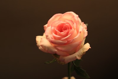 pink rose