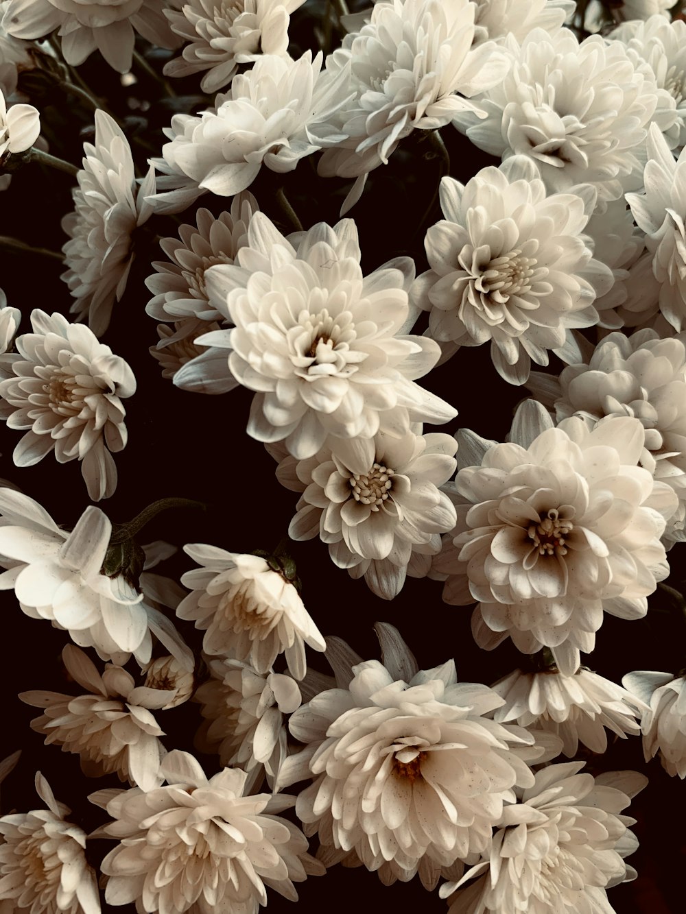 white-petaled flower