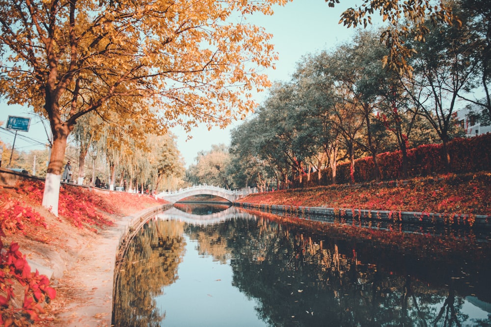 a body of water surrounded by trees and a bridge