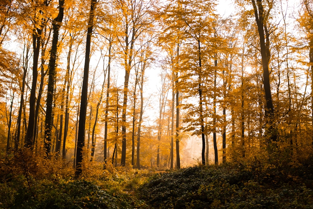 brown trees during daytime