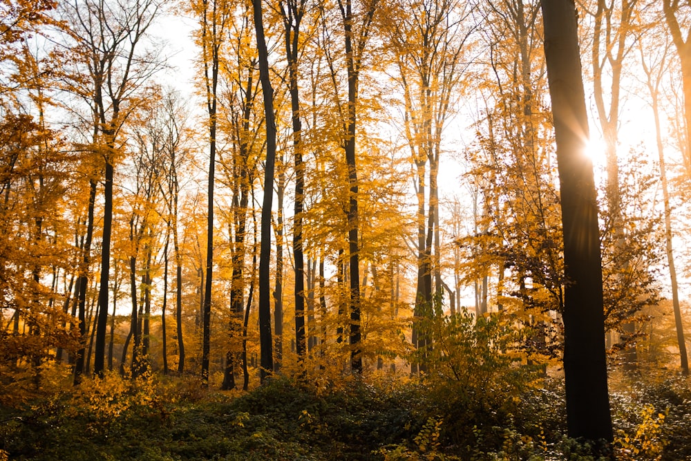 forest trees under the ray of the sun