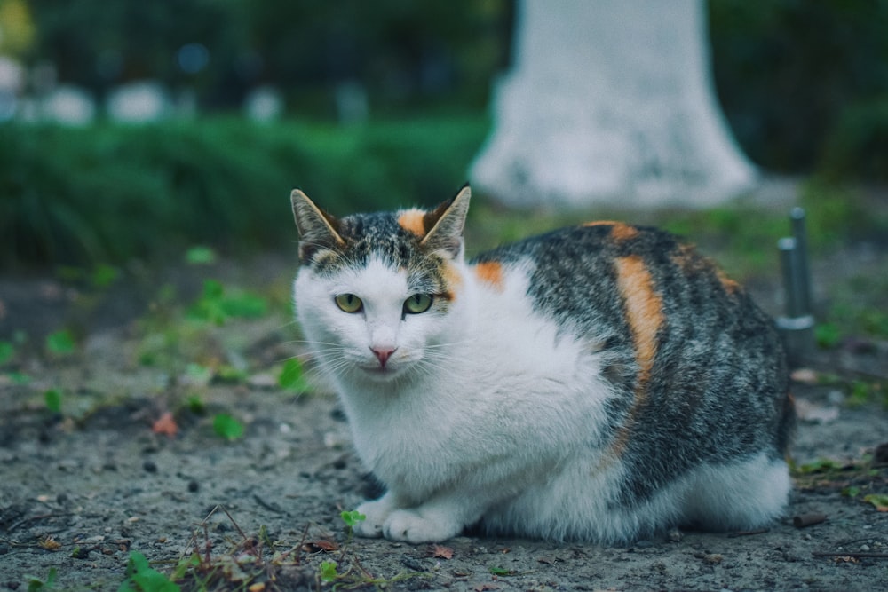 selective focus photography of cat on ground during daytime