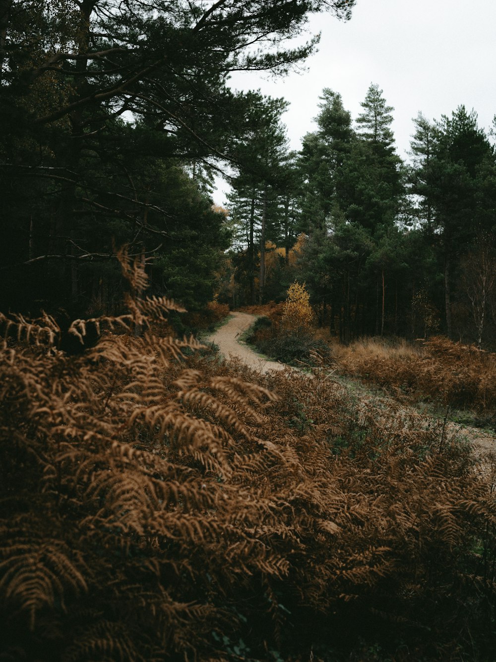 brown bushes