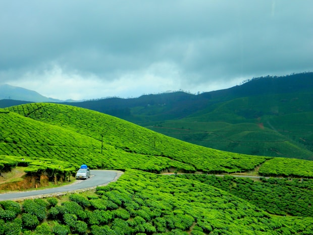 Lush green hills covered with neatly arranged tea plantations under a cloudy sky. A single road winds through the hilly landscape, with a white car traveling along it, possibly carrying bags on the roof. The scene conveys a serene and refreshing rural environment.