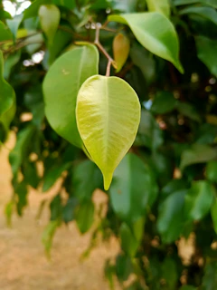 A vibrant green leaf symbolizing health and vitality on a clean white background.