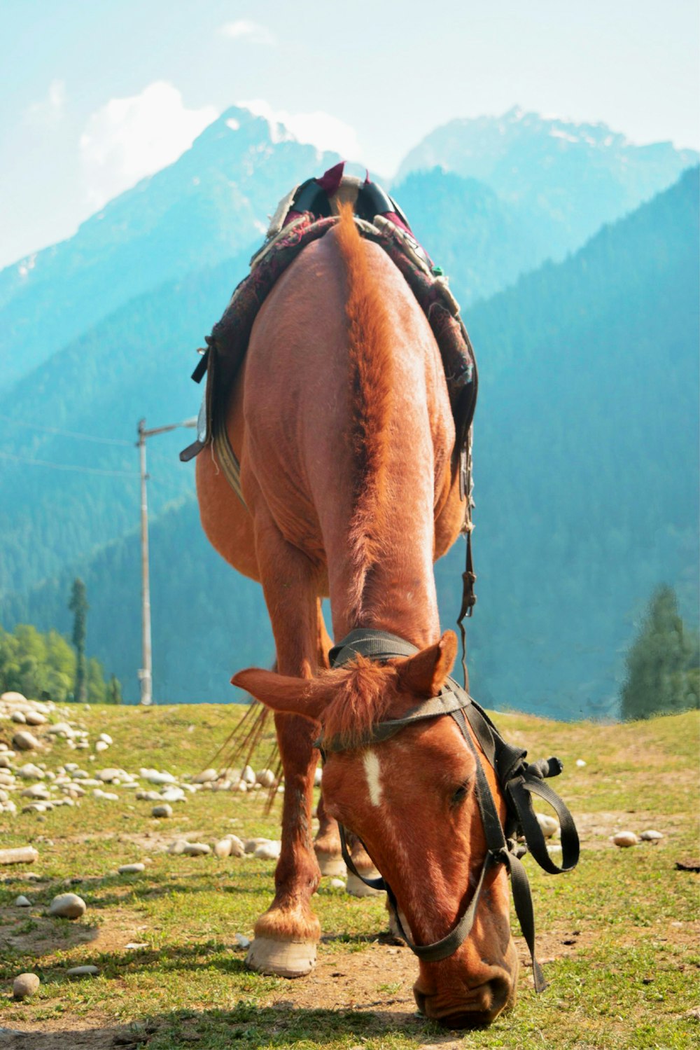 Pastos que comen caballos