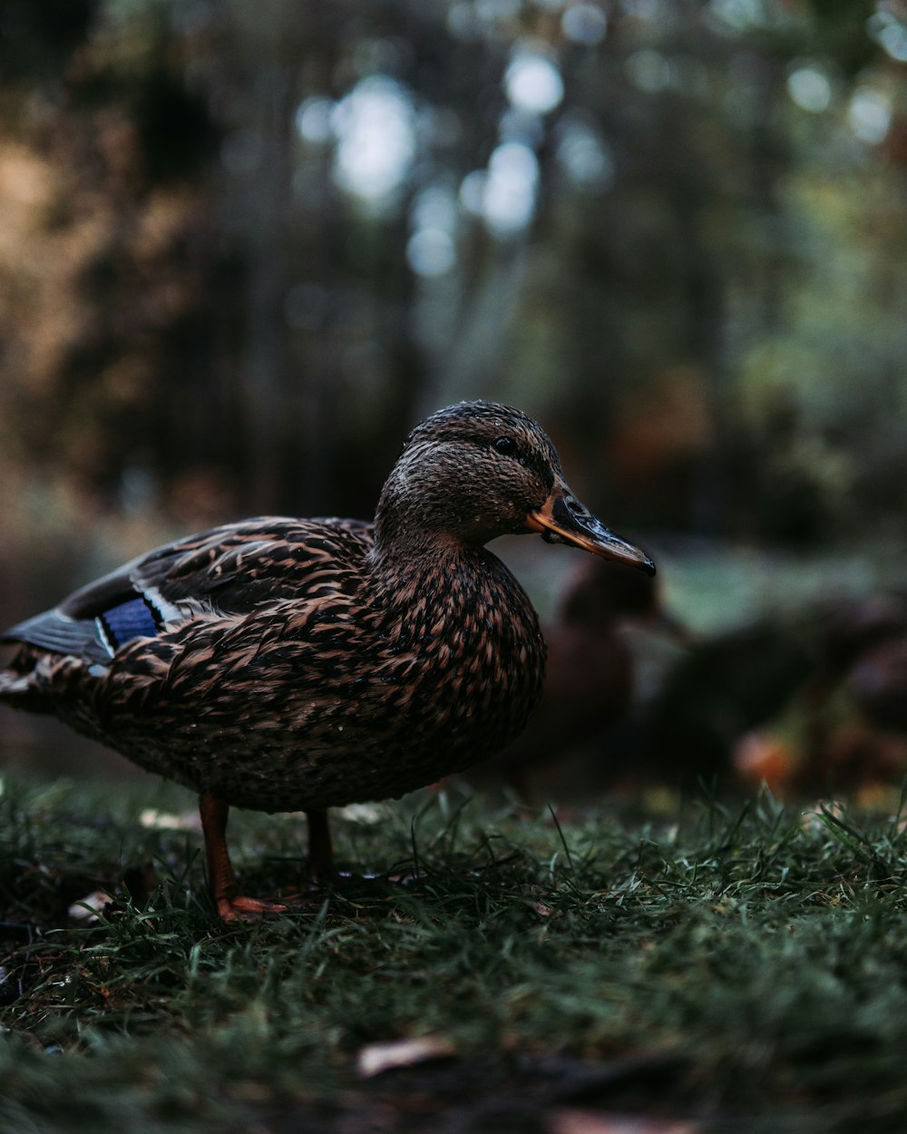 selective focus photo of duckling