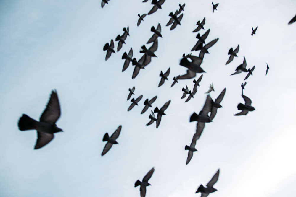 30k+ Flock Of Bird Pictures  Download Free Images on Unsplash