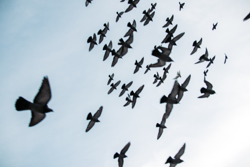 flocks of grey birds flying during daytime