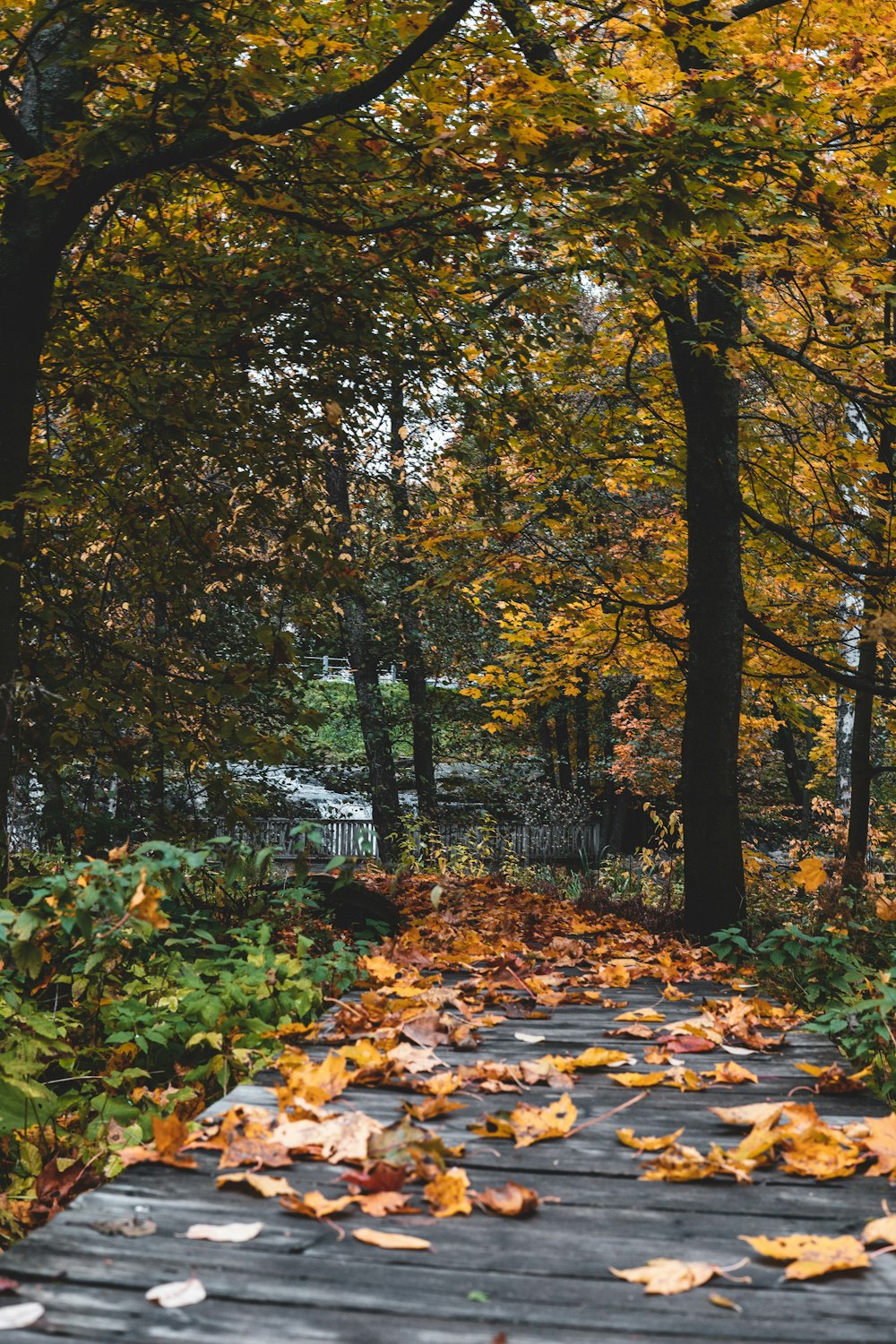 dried leaves on ground beside trees