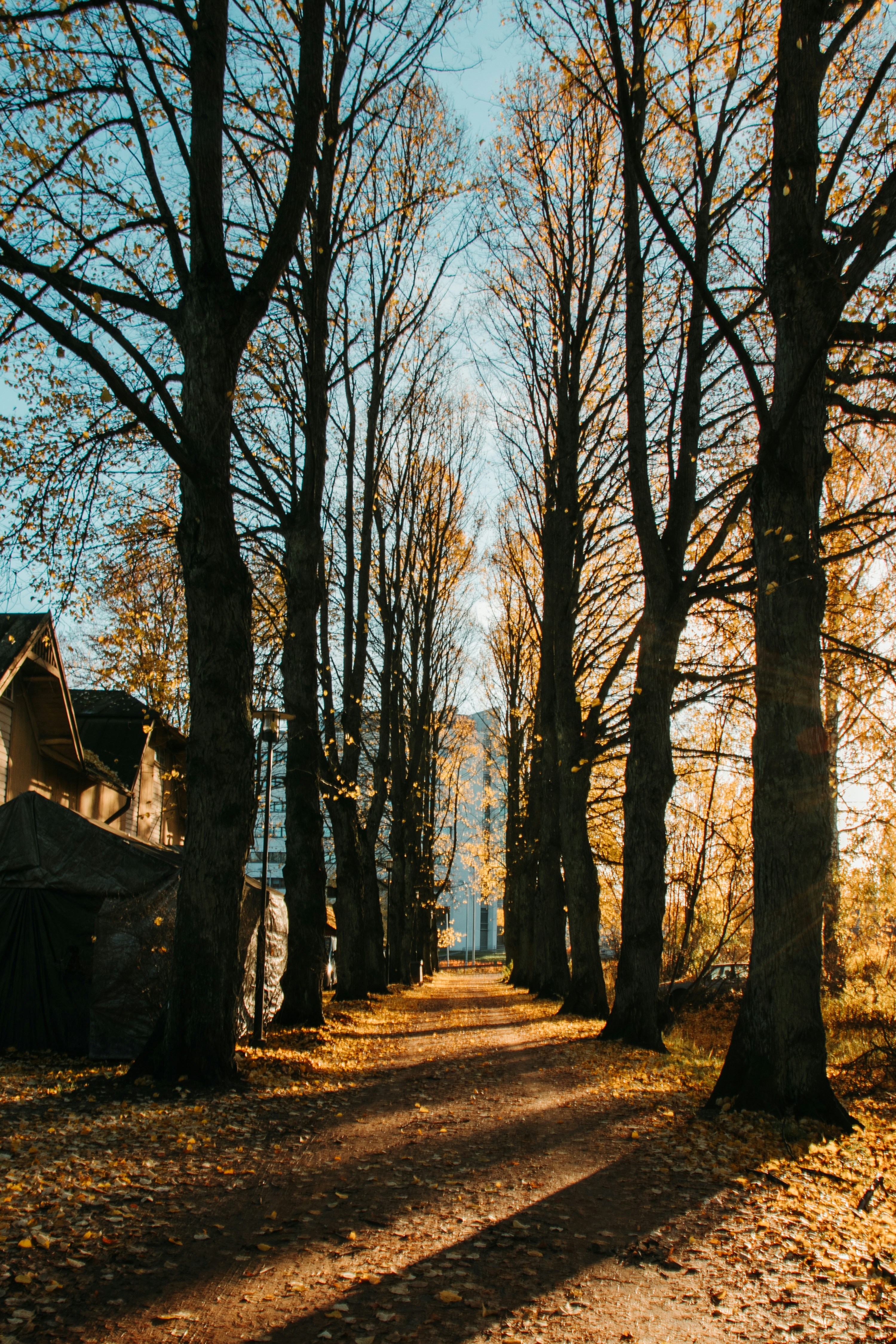 brown-leafed trees
