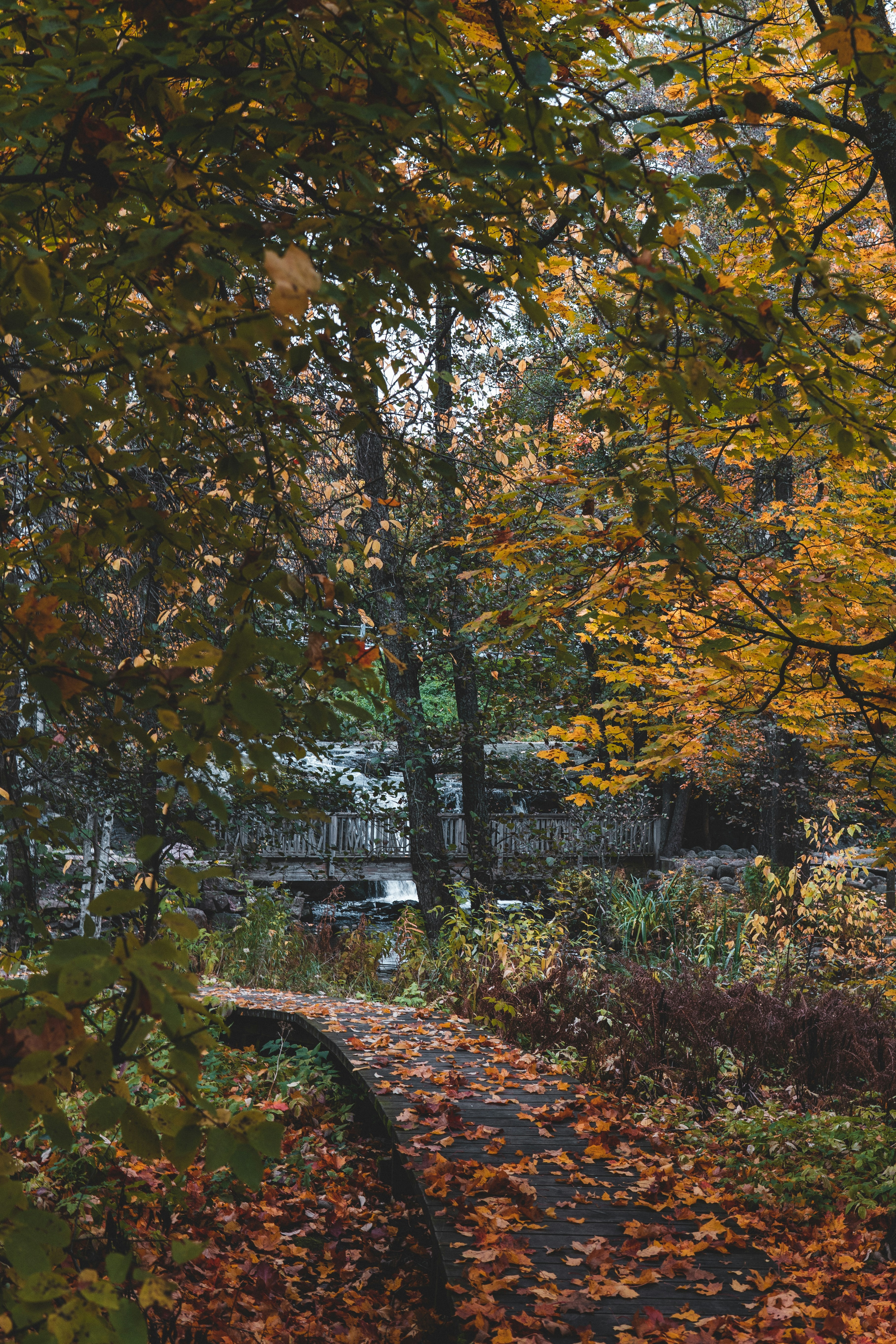 tall trees beside dock