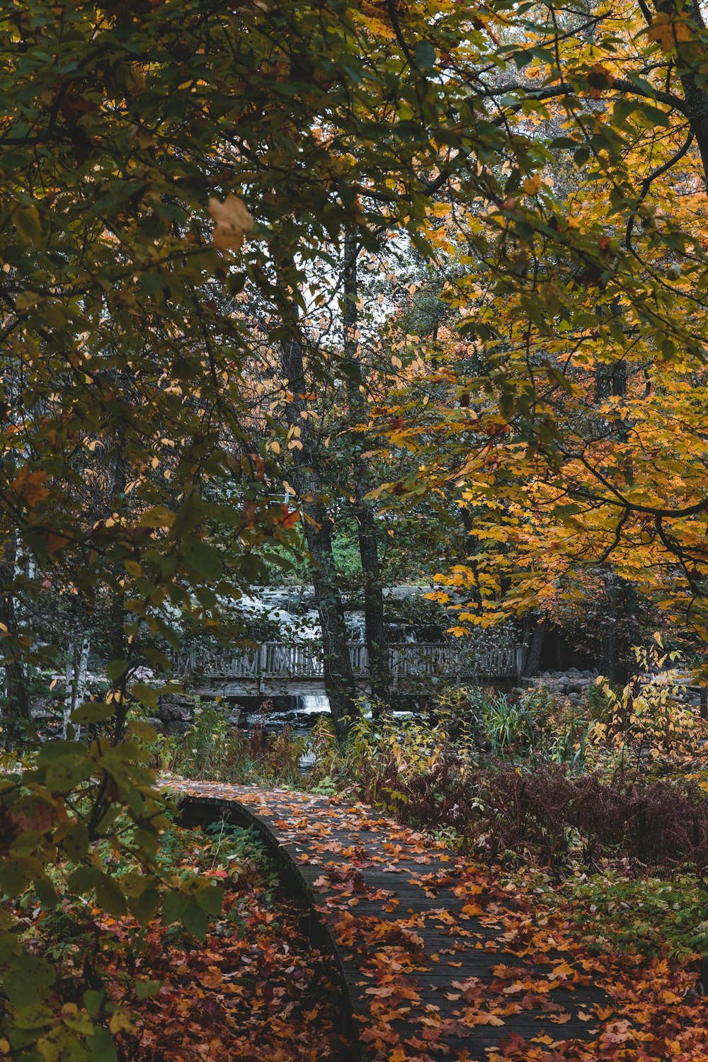 tall trees beside dock