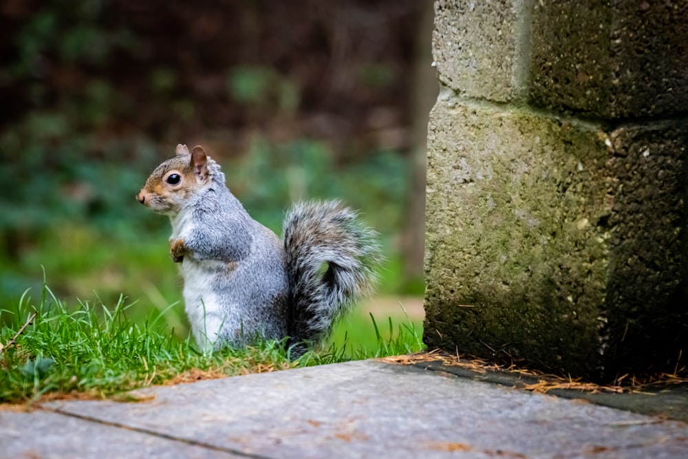 selective focus photography of gray squirrel on green grass
