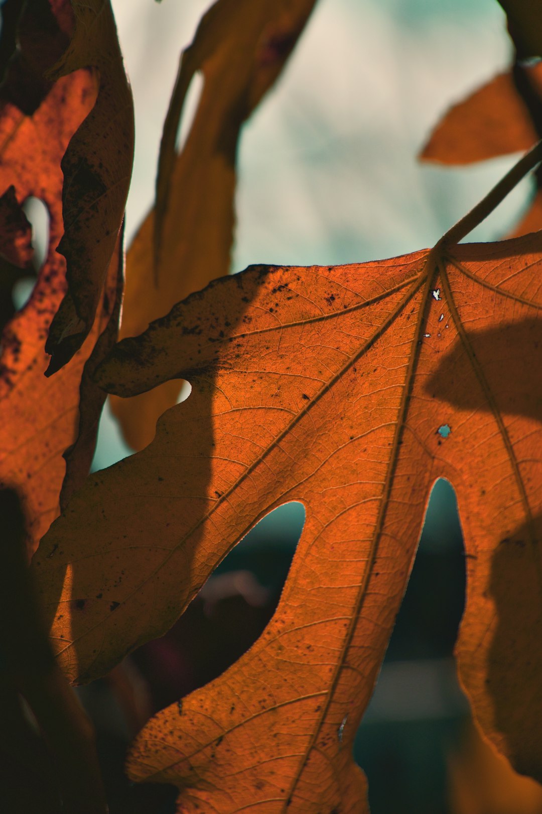 brown leaf