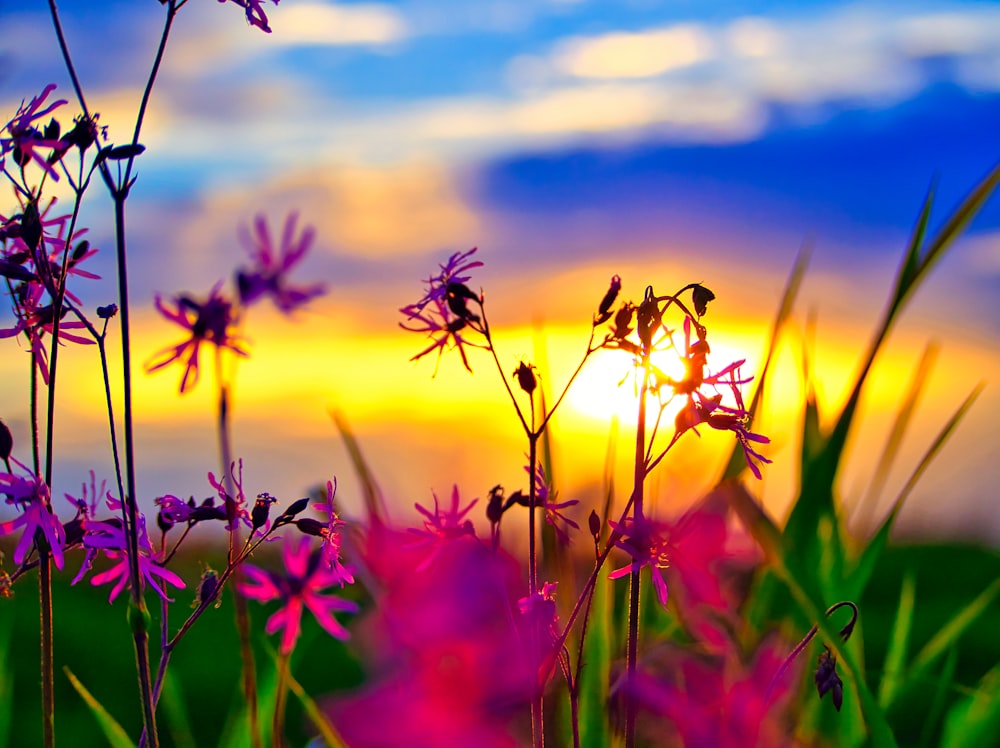 Background/Blend - Good Morning | 99 best free background, morning, outdoor  and sunrise photos on Unsplash