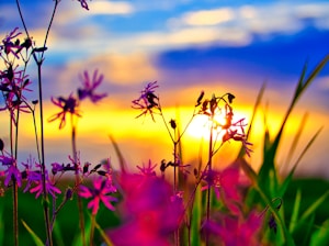 purple flowers