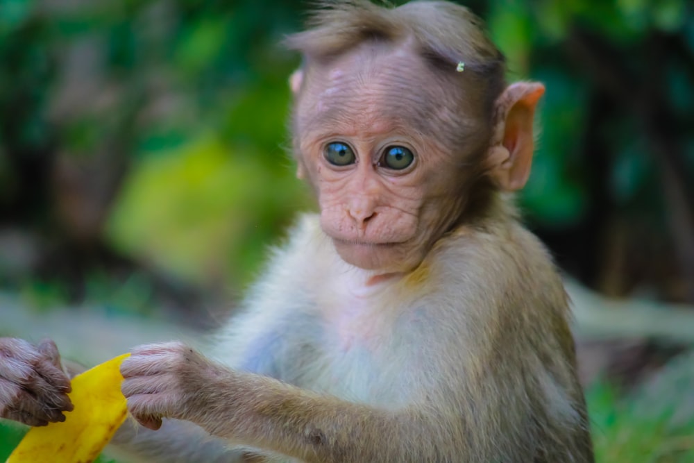 brown monkey holding fruit peel