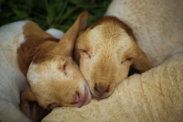 Creating a Whimsical Website for Plush Lamb Adventures