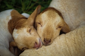Two young lambs are cuddled closely together, resting peacefully with their heads touching. Their eyes are closed, and they appear to be sleeping in a serene environment. The wool of the lambs is soft and fluffy, with a gentle mix of light tan and white colors.