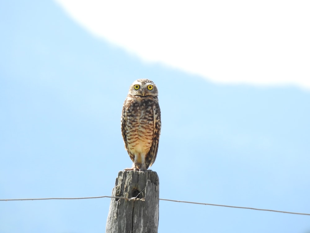 brown owl standing on wooden pole