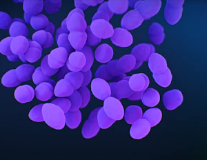 Beneficial bacteria strain, microscopy-style illustration