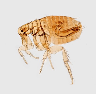 Learn About Fleas by NE Region Pest Control