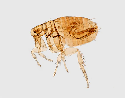 brown flea illustration